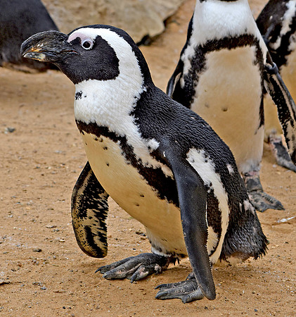 Jackass penguin