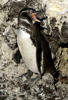 Galapagos penguin