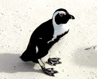 Jackass penguin