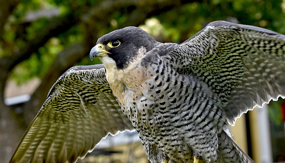 Peregrine falcon