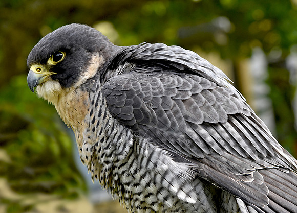 Peregrine falcon