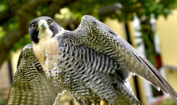 Peregrine falcon