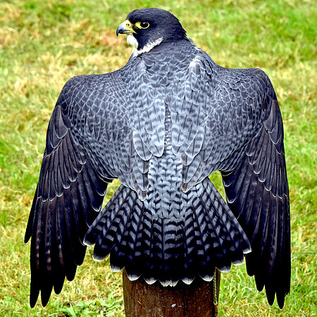 Peregrine falcon