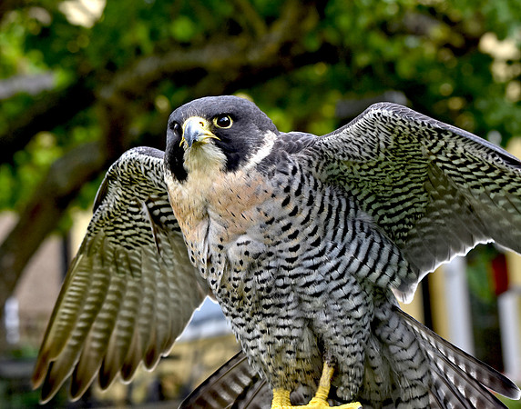 Peregrine falcon