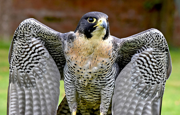 Peregrine falcon