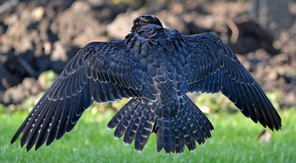 Peregrine falcon