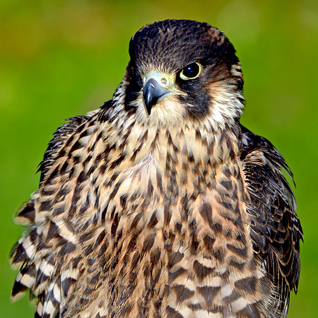 Peregrine falcon
