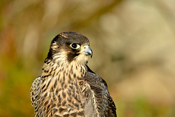 Peregrine falcon