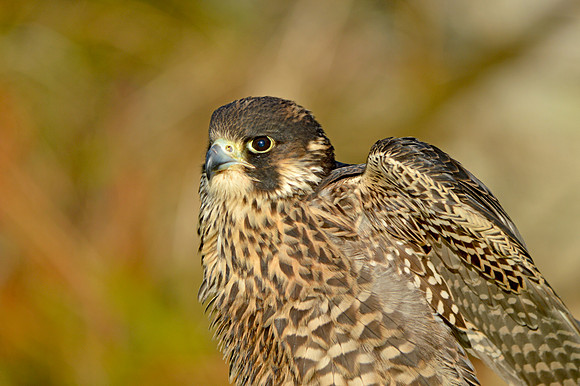 Peregrine falcon