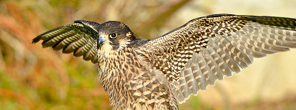 Peregrine falcon