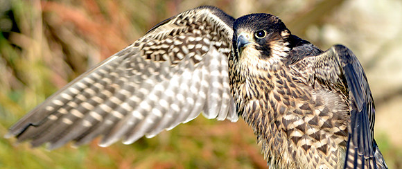 Peregrine falcon