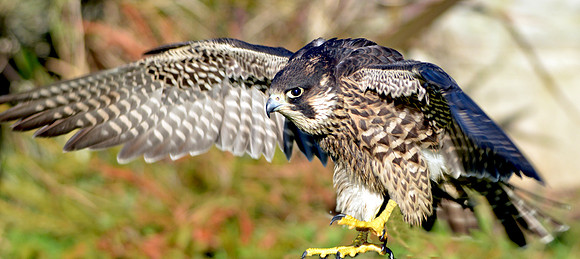 Peregrine falcon
