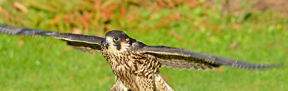 Peregrine falcon