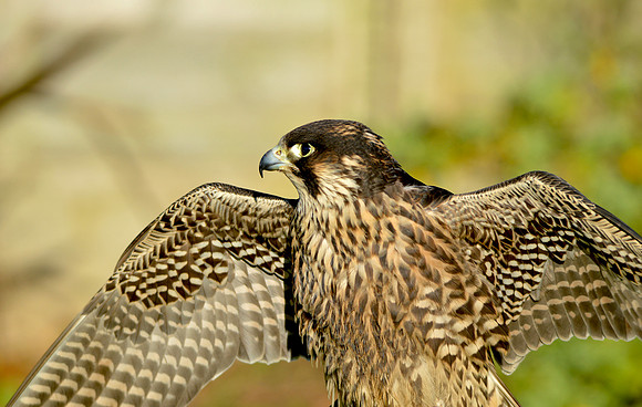 Peregrine falcon