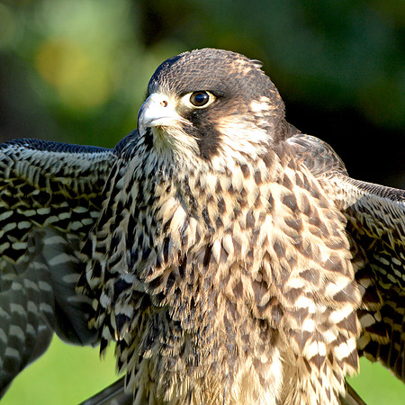 Peregrine falcon