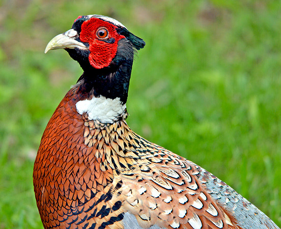 Common pheasant, male