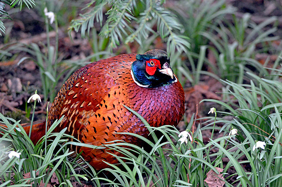 Common pheasant, male