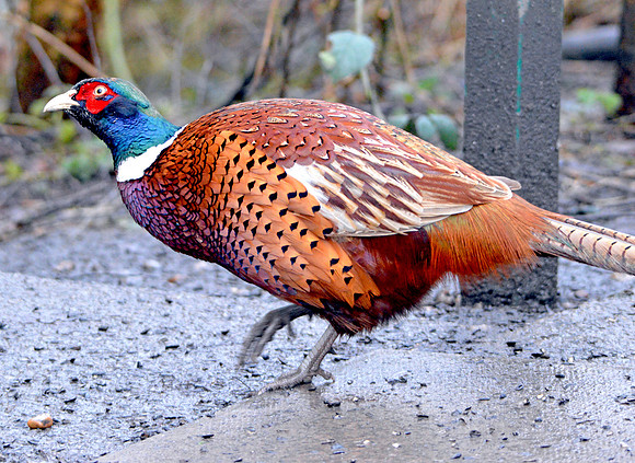 Common pheasant, male