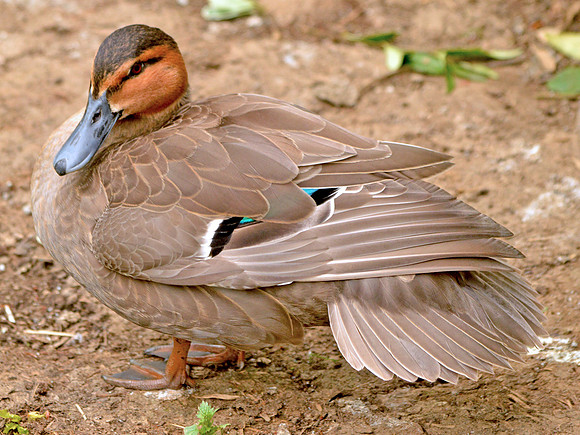 Philippine duck