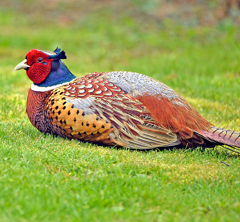 Common pheasant, male