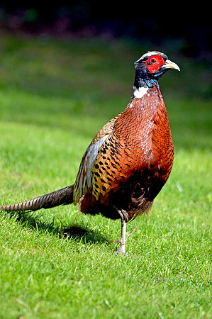 Common pheasant, male