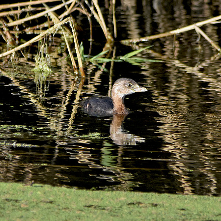 Pied billed grebe