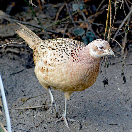 Common pheasant, female