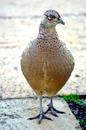 Common pheasant, female