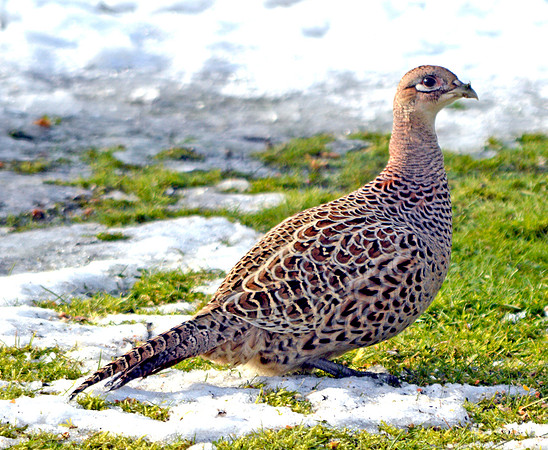 Common pheasant, female