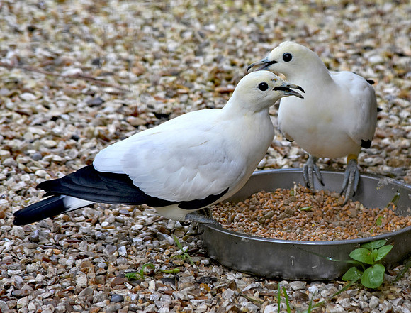 Pied imperial pigeon