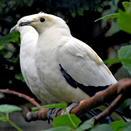 Pied imperial pigeon