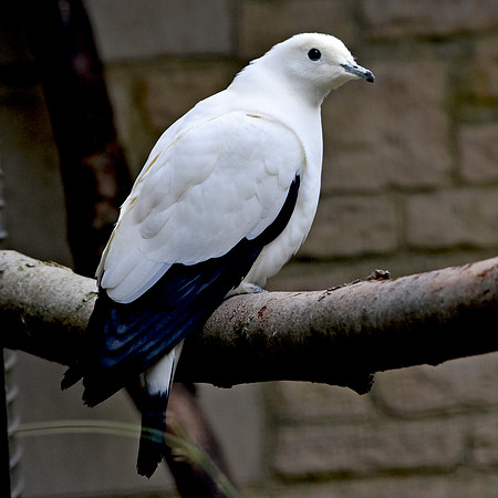 Pied imperial pigeon
