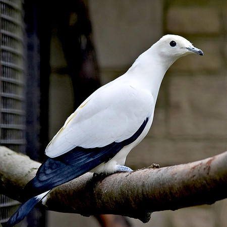 Pied imperial pigeon