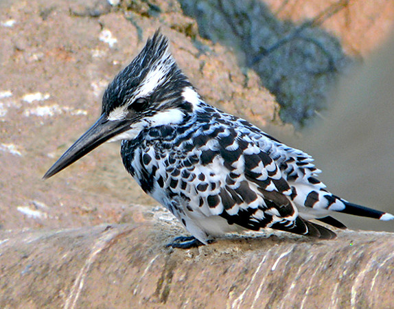 Pied kingfisher