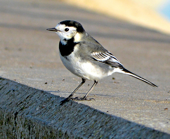 Pied wagtail