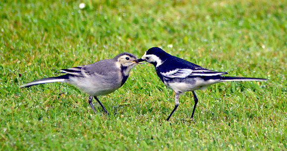 Pied wagtail