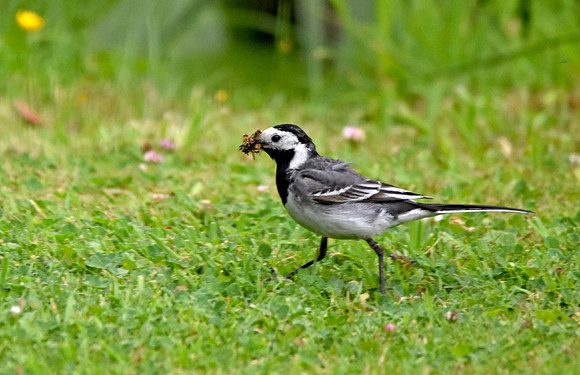 Pied wagtail