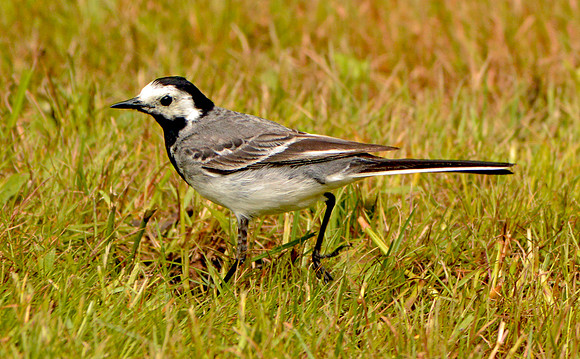 Pied wagtail