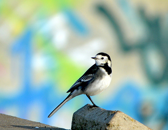 Pied wagtail