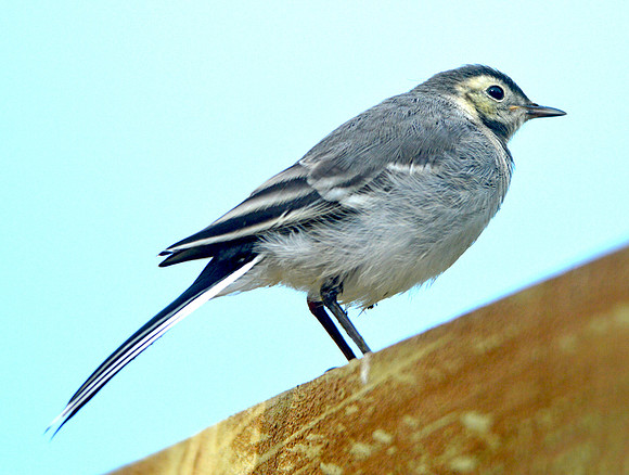 Pied wagtail juvenile