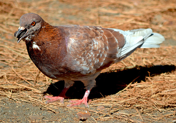 Feral pigeon
