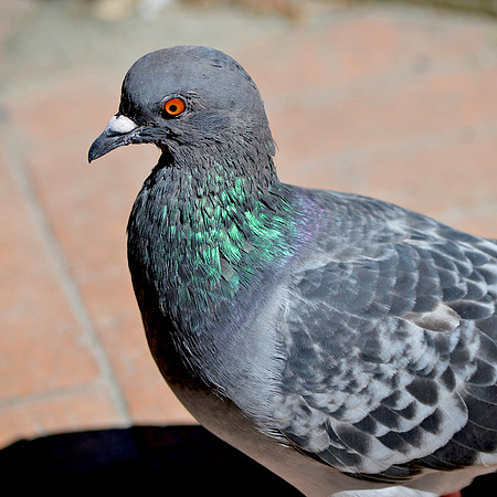 Feral pigeon