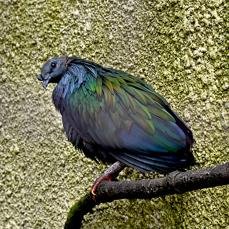 Nicobar pigeon