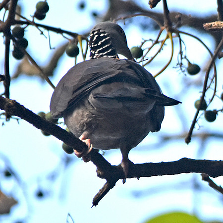 Nilgiri wood pigeon