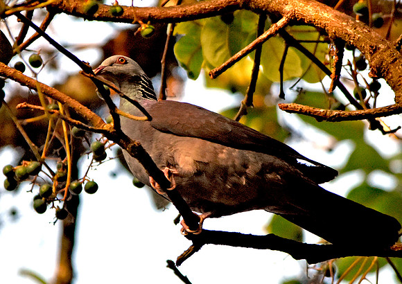 Nilgiri wood pigeon