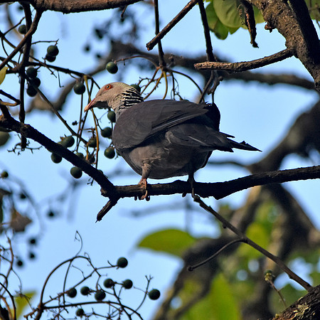 Nilgiri wood pigeon