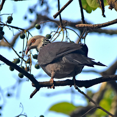 Nilgiri wood pigeon