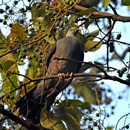 Nilgiri wood pigeon