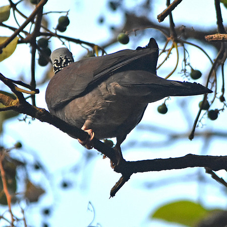 Nilgiri wood pigeon