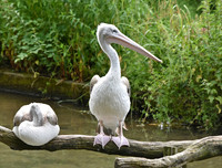 Pink backed pelican